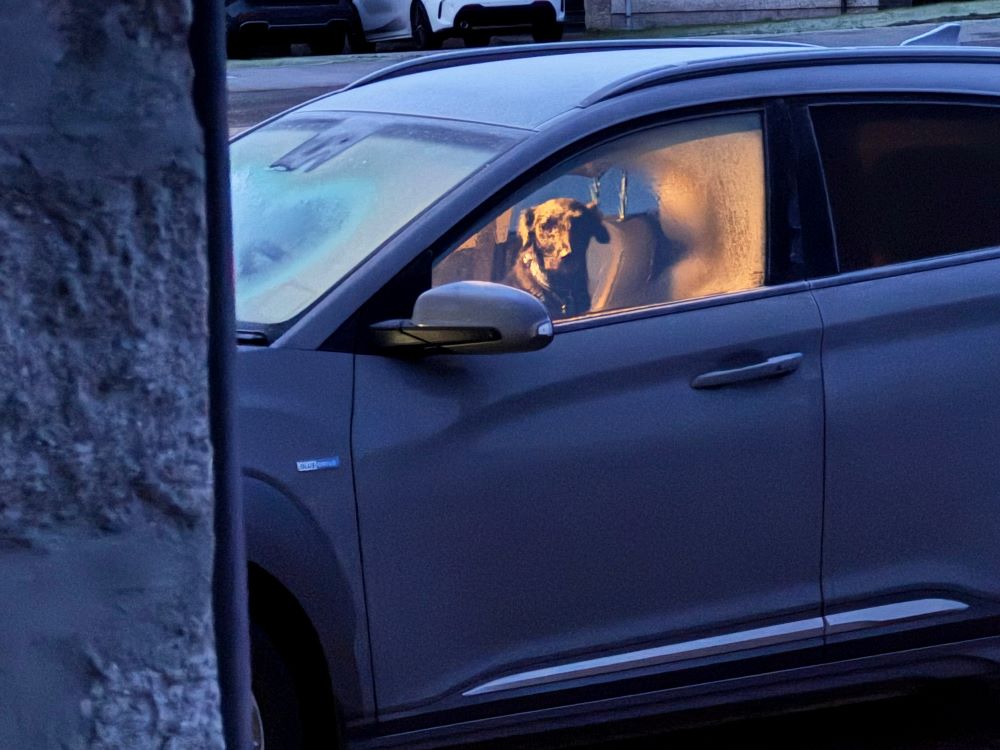 A dog looking warm and dry in Colin Gray's 2019 Hyundai Kona Electric 64kWh